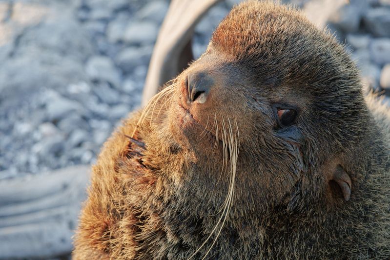 секач, морские котики, ластоногие, портрет, командорские острова, 2025 Секачphoto preview