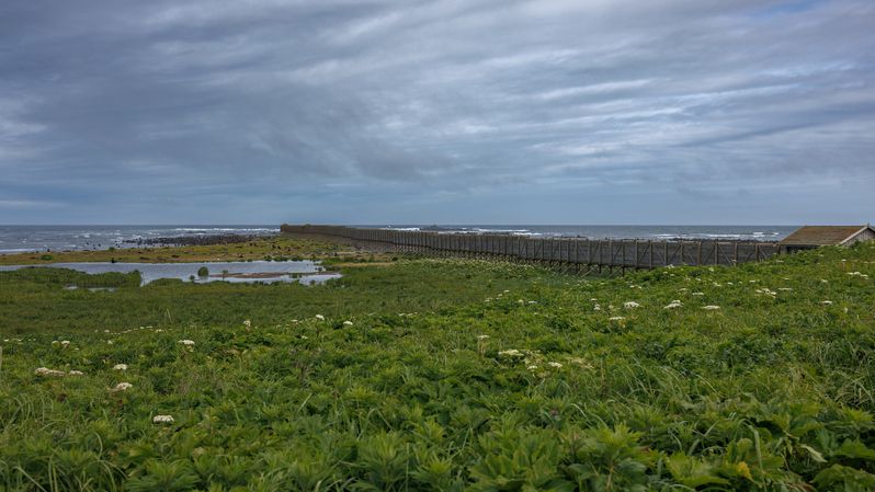 эстакада, северное лежбище, камчатка, командоры, 2025 Эстакадаphoto preview