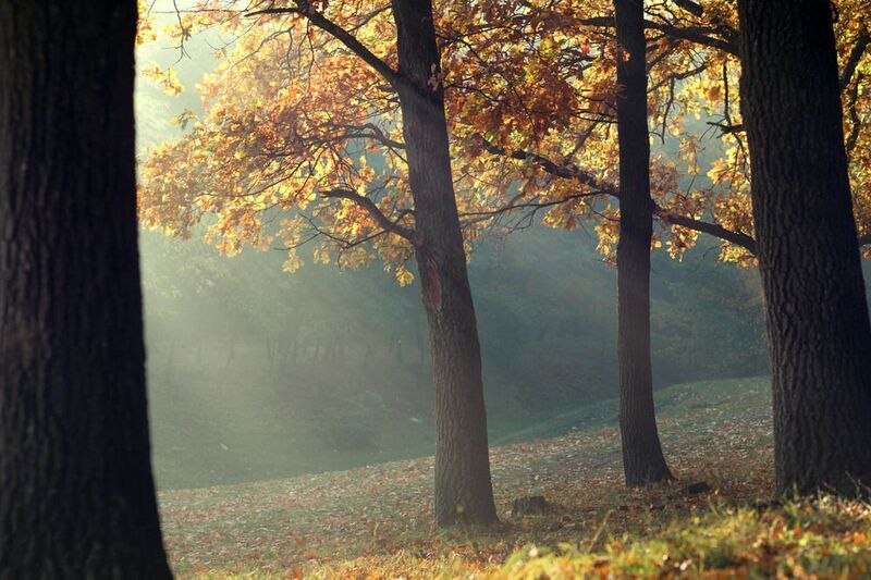 лес, солнечные лучи, туман, деревья, свет сквозь листву, золотая осень, Moldova, forest, autumn, sunlight, inspiration, silence Лучи тишиныphoto preview