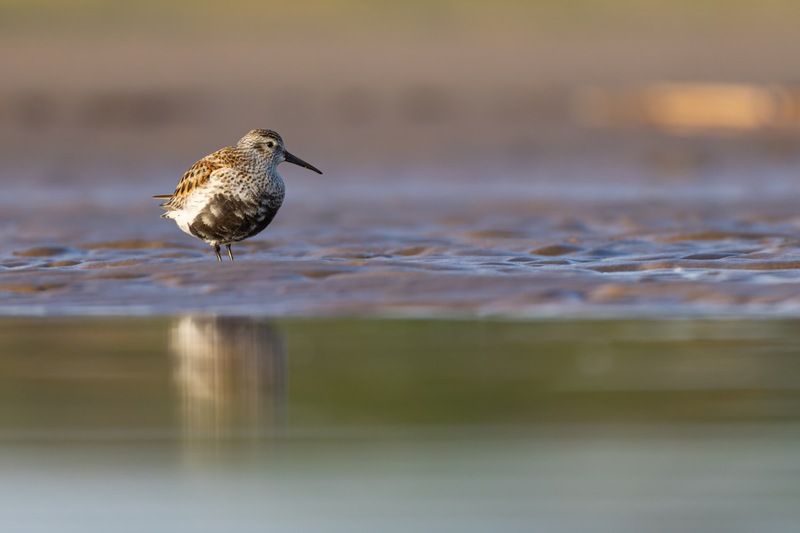 чернозобик, кулик, птицы photo preview