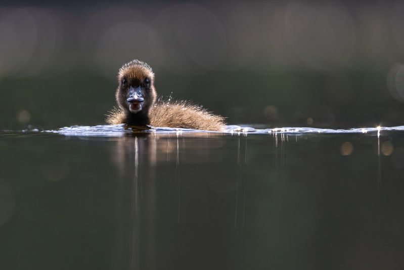 нырок, хохлатая чернеть, утка, птицы, утята, утенок photo preview