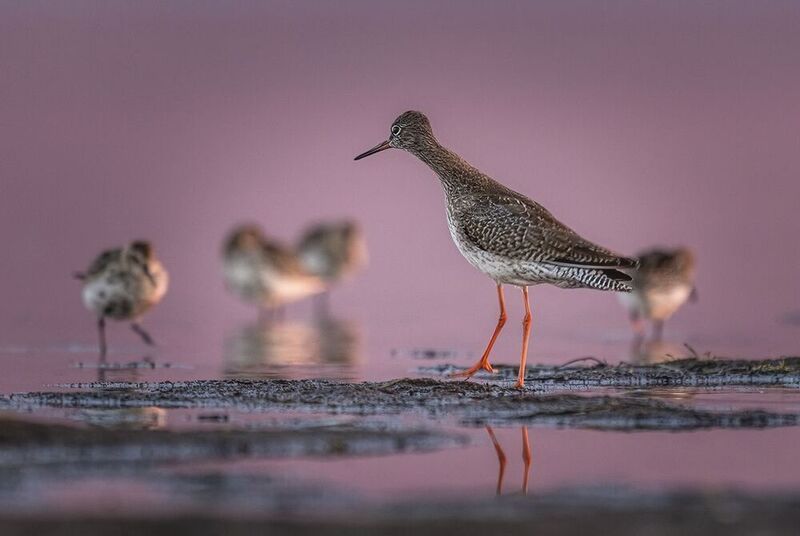 Krwawodzióbphoto preview