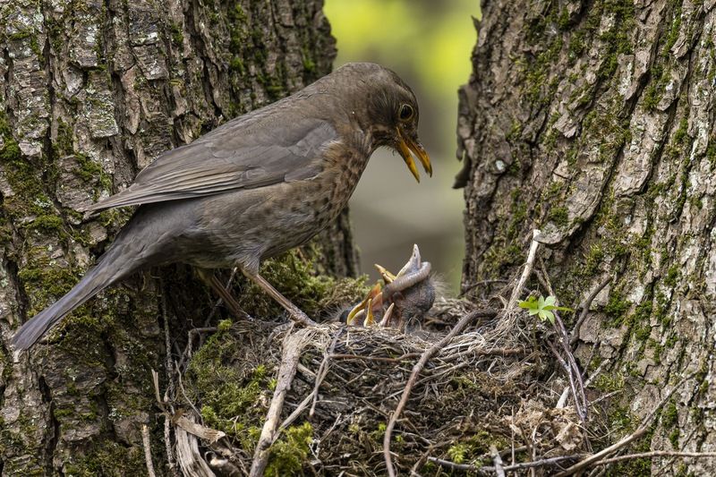 черный дрозд, дрозд, птицы, гнездо, птенцы, птенец photo preview