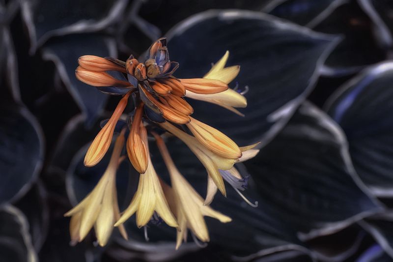 цветок хоста растение стилизация Цветок хостыphoto preview