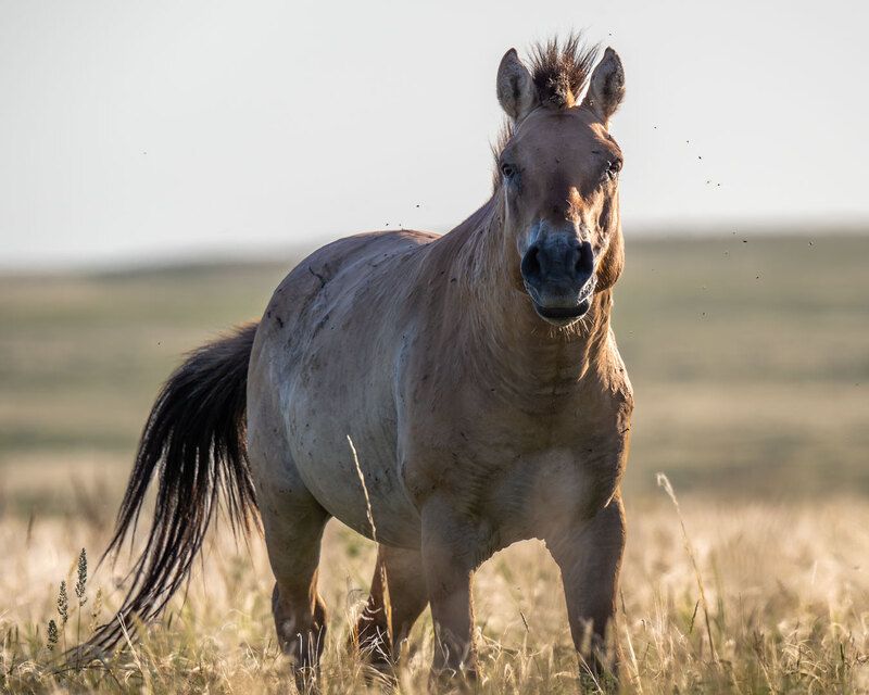 Сила степи.photo preview