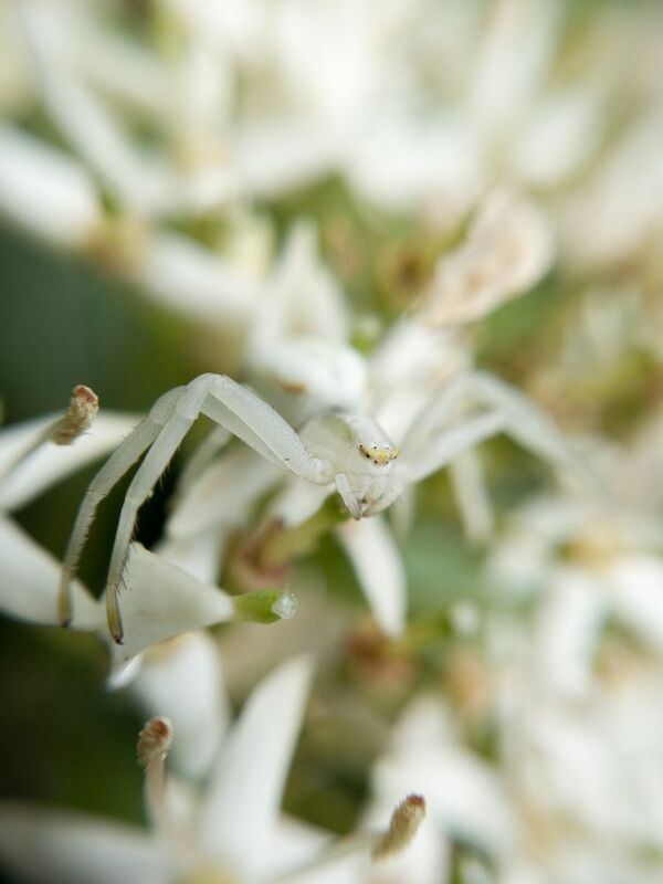 Thomisidaephoto preview