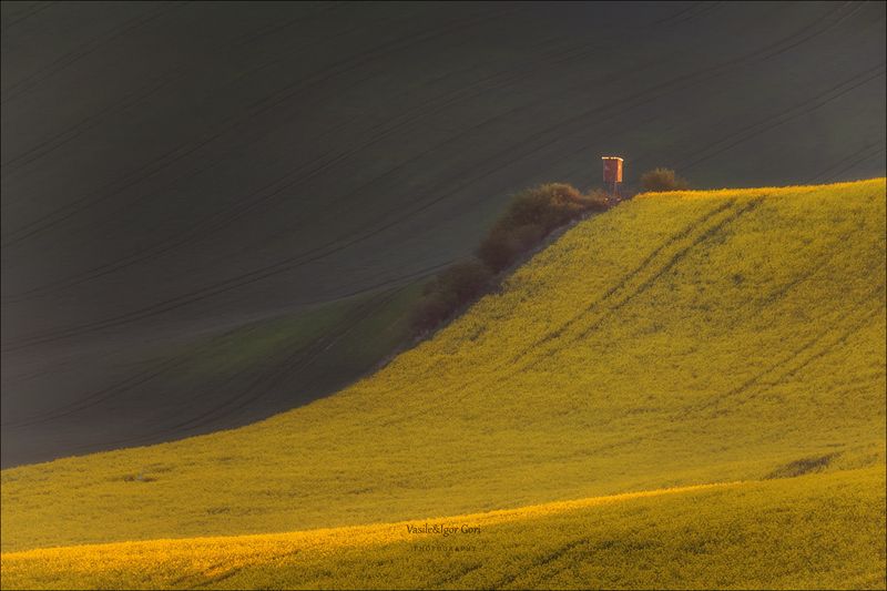 южная моравия,пейзаж,hils,линии,south moravian,lines,свет,czech,весна,чехия,рапс,landscapes Про охотничью будку фото превью