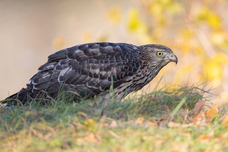 тетеревятник, ястреб, птицы photo preview