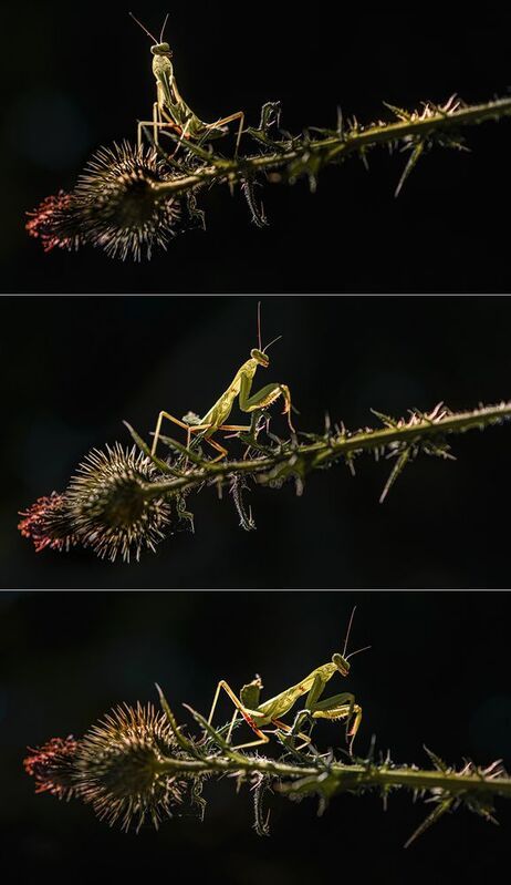 Балансphoto preview