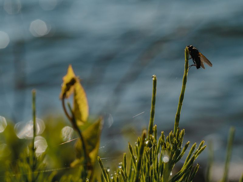 Высоко сижу, далеко гляжуphoto preview