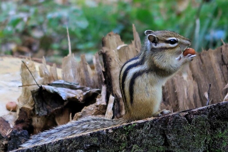 бурундук,животные Вкусняшкаphoto preview