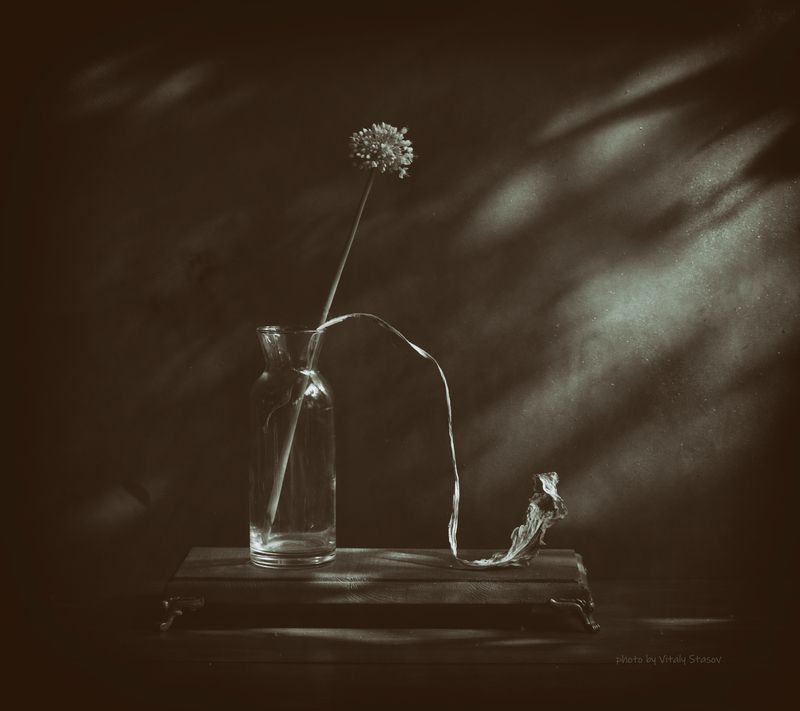 цветы, натюрморт, концептуальное, still life, flowers, минимализм, тени, силуэты Тени, силуэты..photo preview