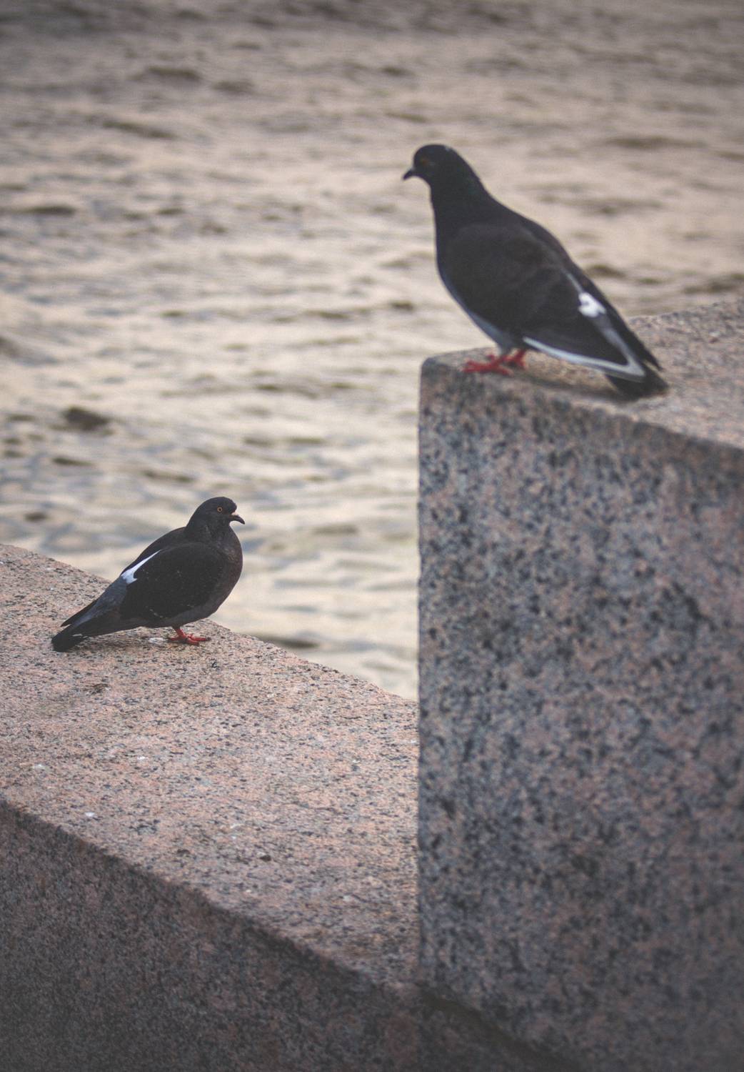 вода, голуби, голубь, пара, птица, птицы, Владимир Кедров