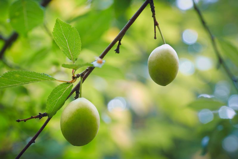 листва, лес Лесная зарисовкаphoto preview