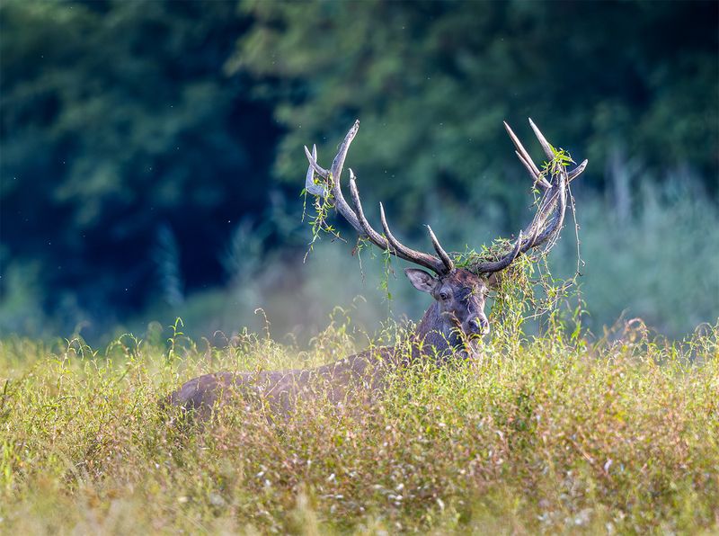 *** фото превью