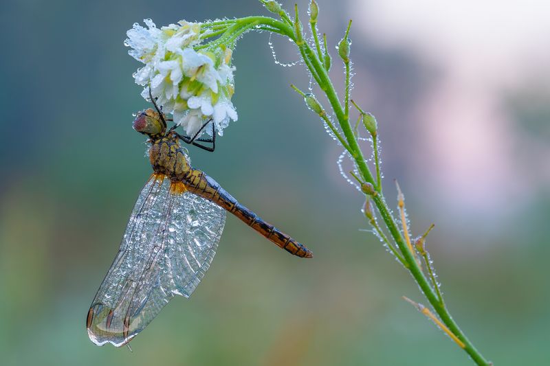 Утро, стрекозка в росе. photo preview