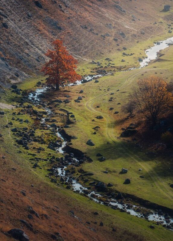 осень, ручей, пейзаж, одинокое дерево, долина, свет и тень, природа, река, тишина, камни, золотая осень, Moldova, autumn, landscape, silence Одинокий страж долиныphoto preview