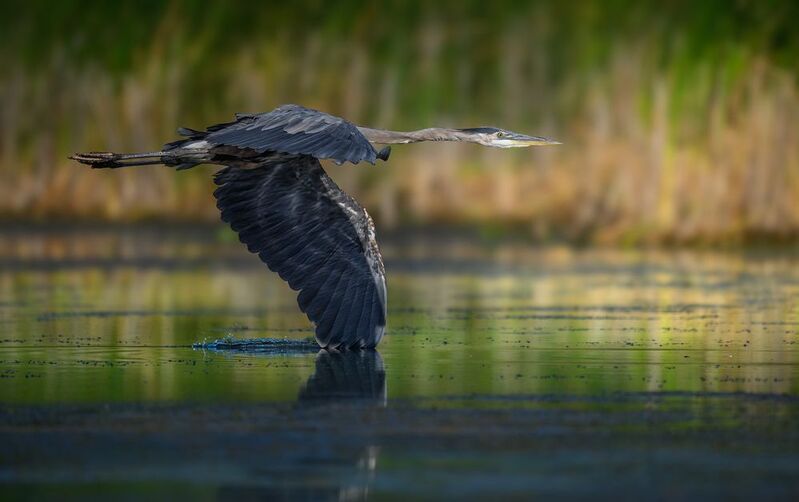 Great Blue Heronphoto preview