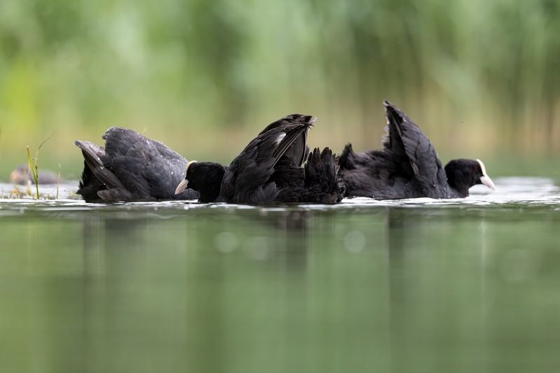 птицы, лысуха Битва двух клановphoto preview