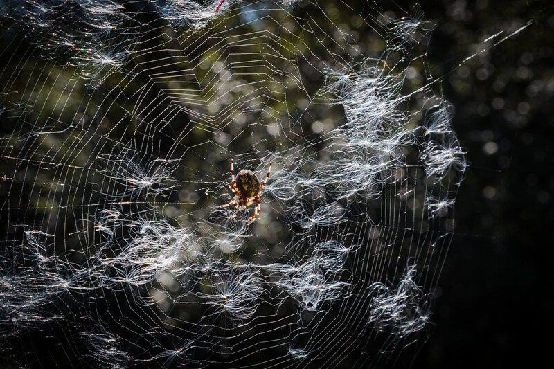 паук, крестовик, паутина, семена иван-чая Паук-крестовик фото превью