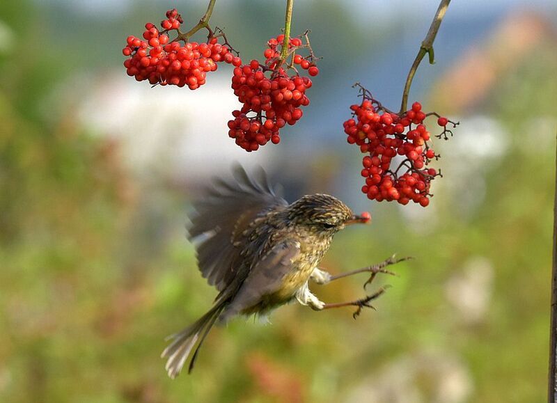 Урвала!photo preview