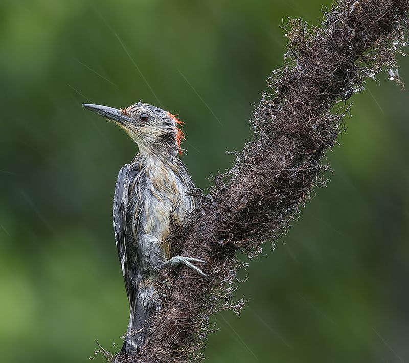 дятел, каролинский меланерпес, red-bellied woodpecker, woodpecker Red-bellied Woodpecker. Каролинский меланерпесphoto preview