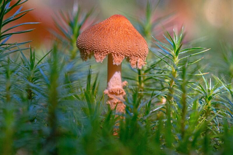 гриб растения природа макро Гриб.photo preview