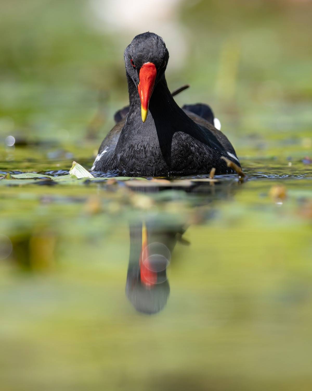 кувшинка, камышница, пруд, птицы, Руслан Pl