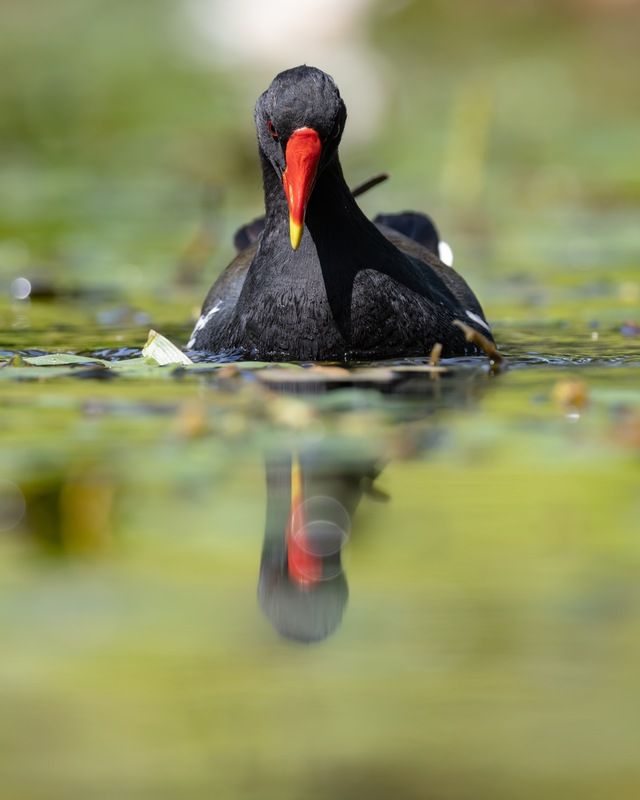кувшинка, камышница, пруд, птицы Камышница и тот, кто живет в прудуphoto preview