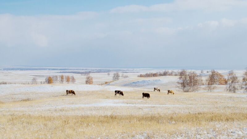 молочно-рыжая зимаphoto preview