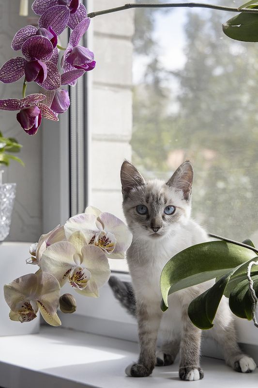кошки, котята, домашние животные, питомцы, орхидеи Котенок среди орхидейphoto preview