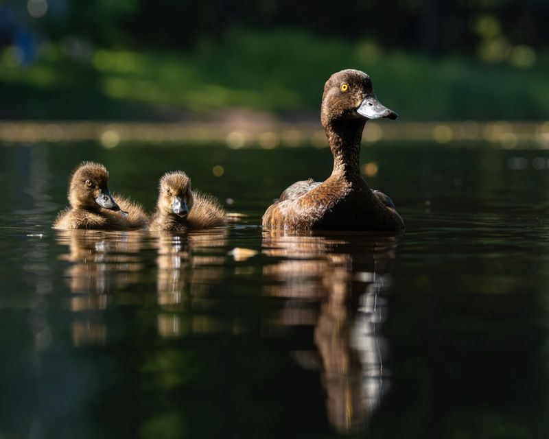 хохлатая чернеть, утка, нырок, птицы, пруд, контражур, утенок photo preview