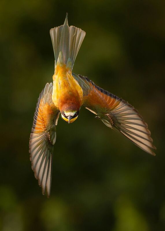 Bee-eater фото превью