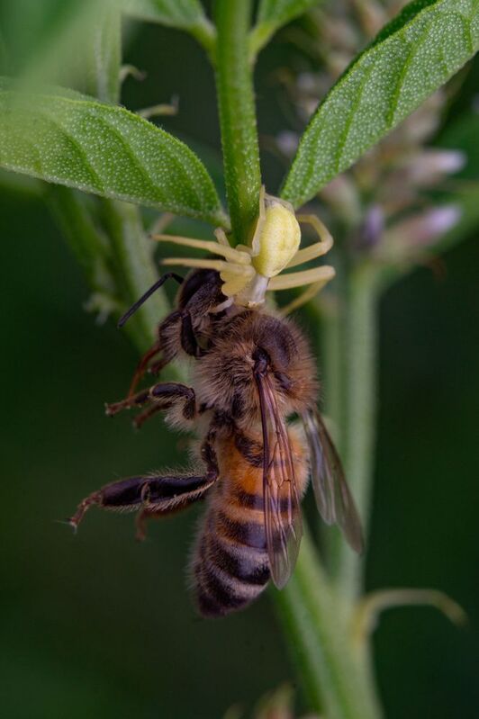 Thomisidaephoto preview