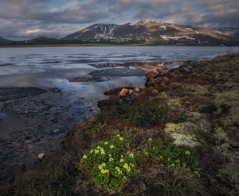 Озеро_Момонтай пейзажи_Колымы Магаданская_область июньский_лёд закат вечер белые_ночи Колымские рододендроныphoto preview