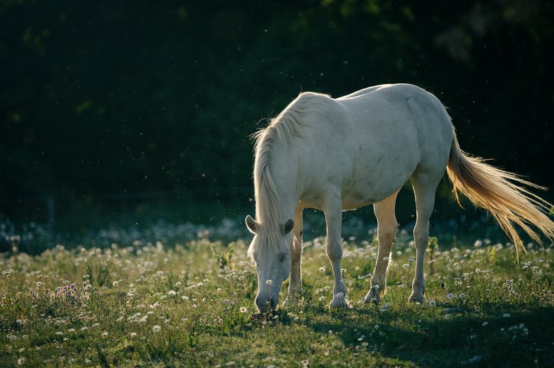 Конь и ромашки фото превью