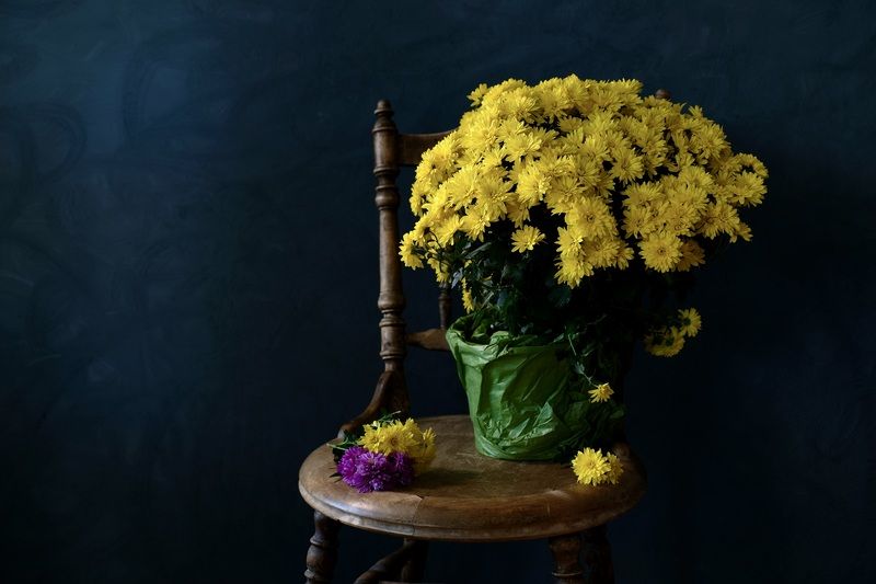 Still life, Flowers, Chrysanthemum, Colors, Yellow, Натюрморт, Цветы,  Конец августаphoto preview