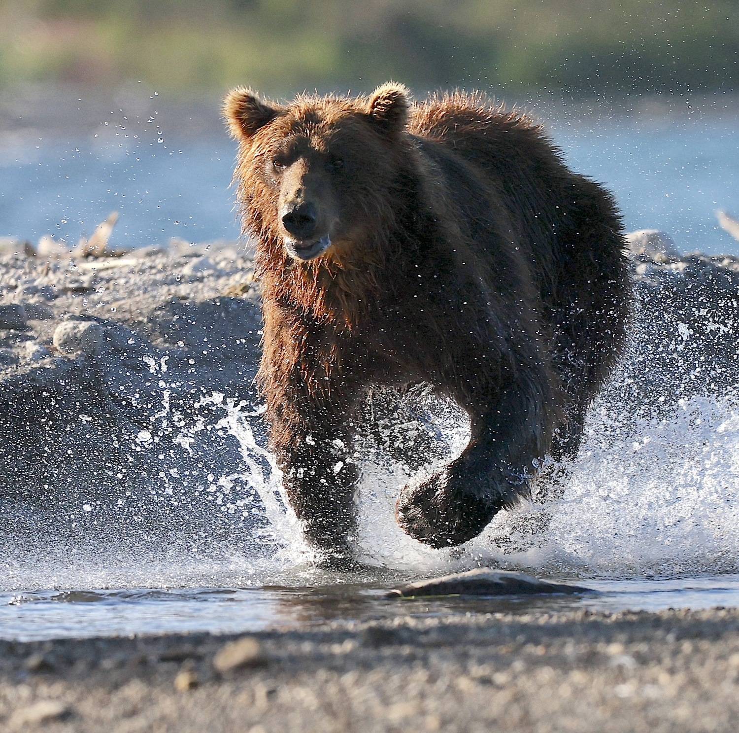 Автор: Голубков Леонид , Голубков Леонид