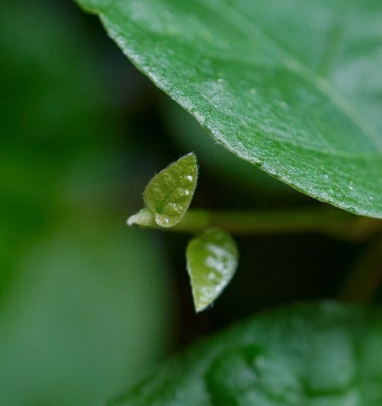 Новые листики (3 мм) фикуса пумилаphoto preview