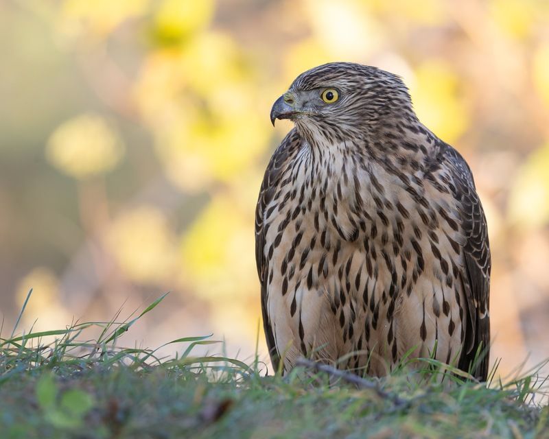 тетеревятник, ястреб, птицы Тетеревятникphoto preview