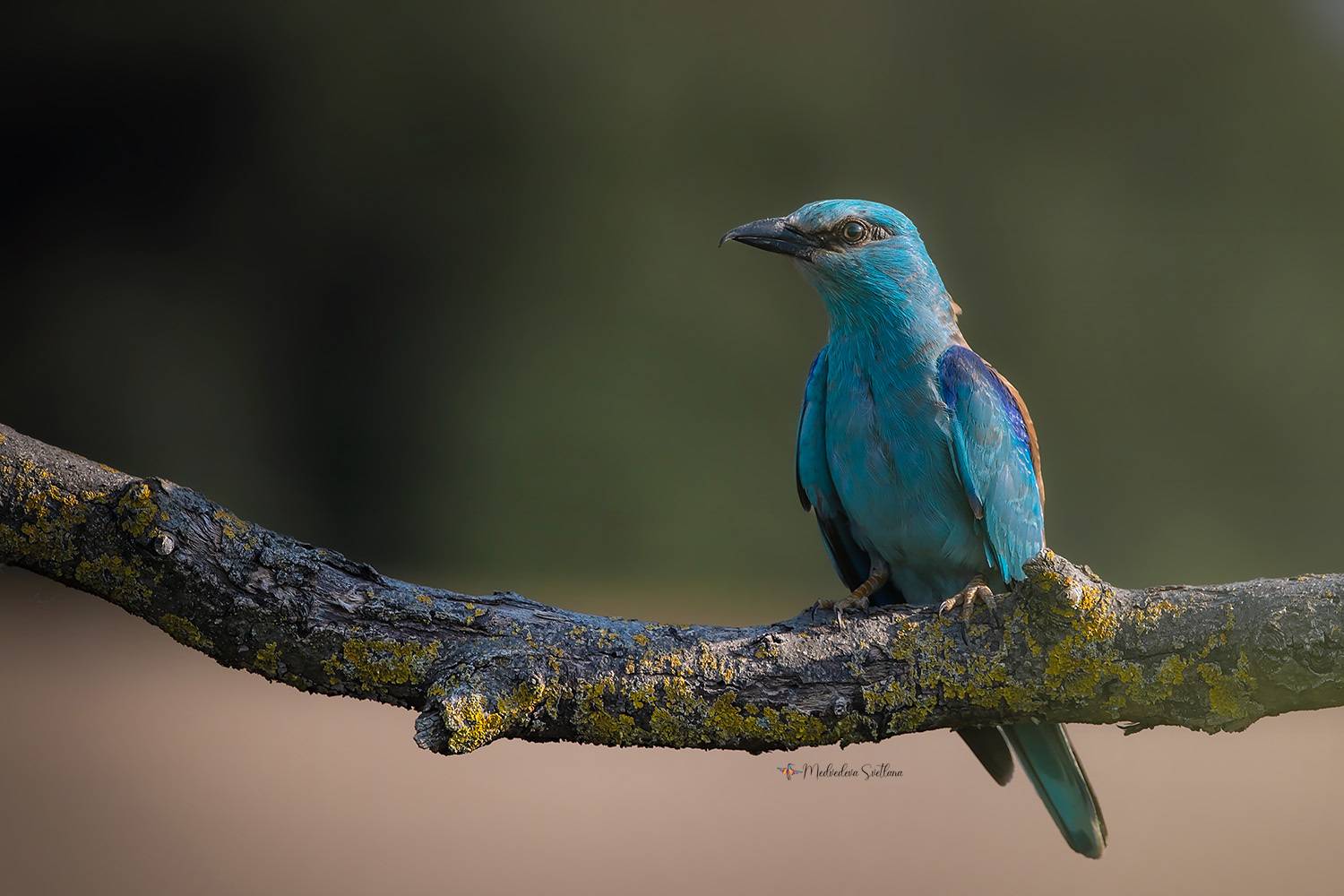 Синяя птица.. Автор: Медведева Светлана фотоохота, птица, сизоворонка, Медведева Светлана