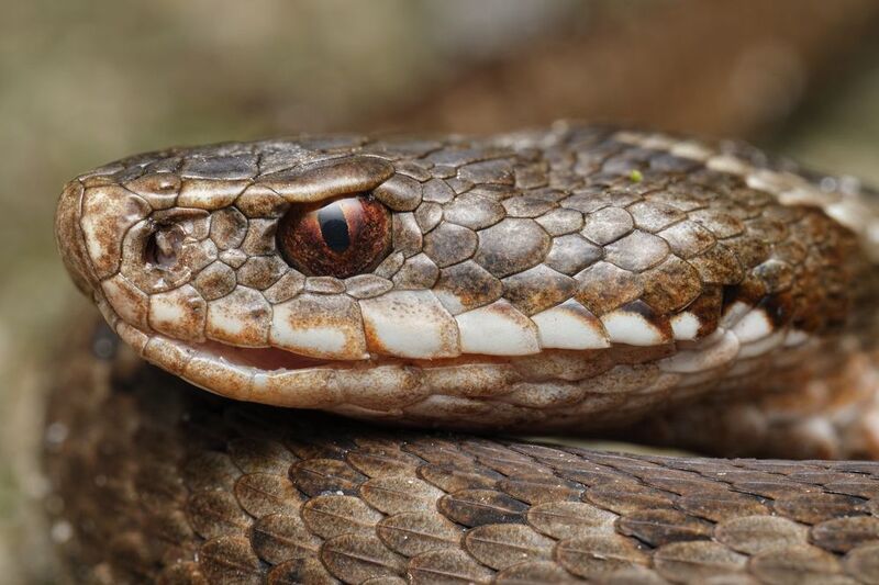 Bright eyephoto preview