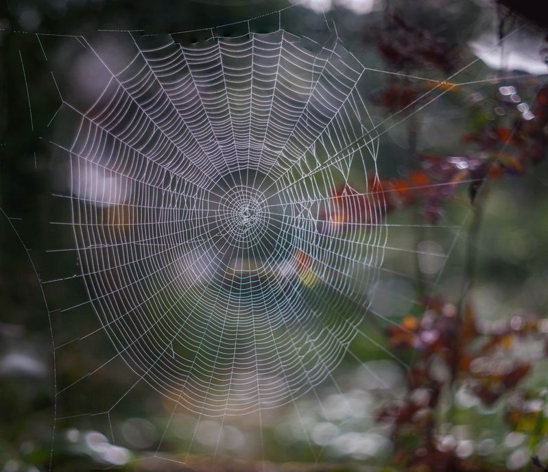 паутинка photo preview