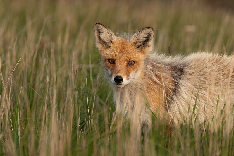 Лиса, животные, Курилы Красотка Шикотанаphoto preview