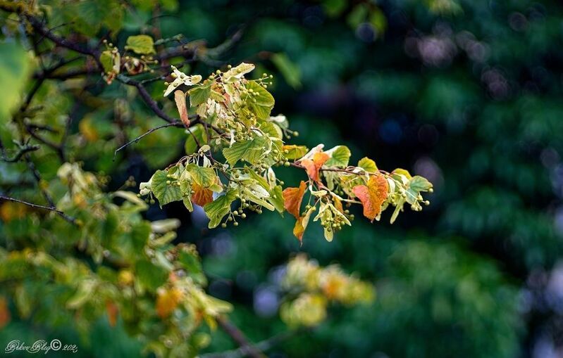 Липа....photo preview