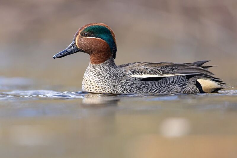 чирок-свистунок, утка, птицы, чирок, свистунок photo preview