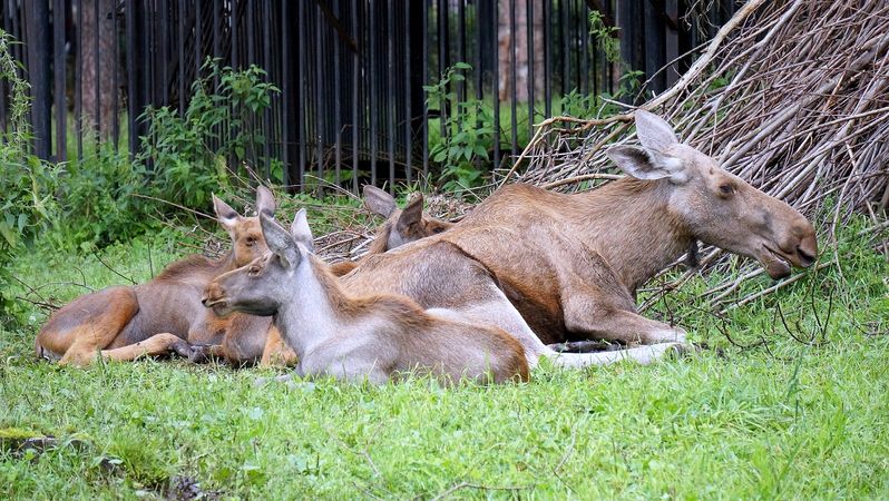 лось, животные, дикие животные, млекопитающие, Лосиха с лосятами.photo preview