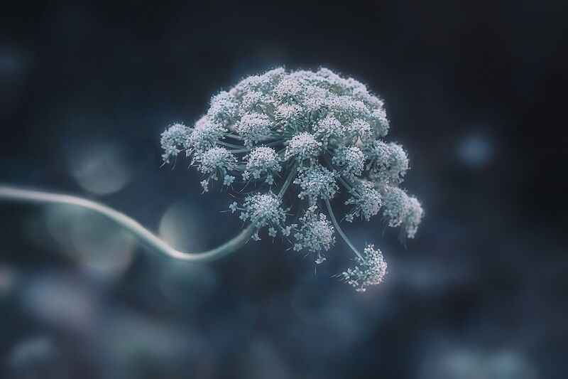 цветок, шар, растение, морковь Цветущий шарphoto preview