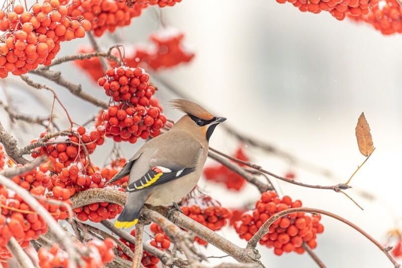 свиристель, рябина, птицы Свиристель в рябиновом царствеphoto preview