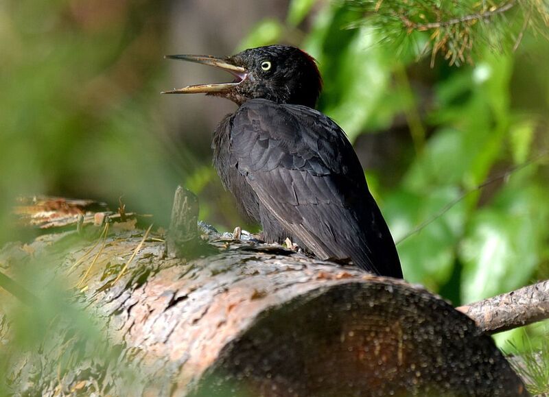 Опять эти папарацциphoto preview